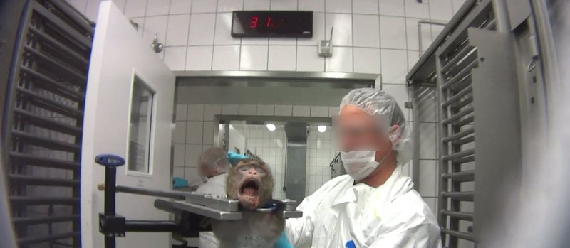 Djurförsök Djurförsök